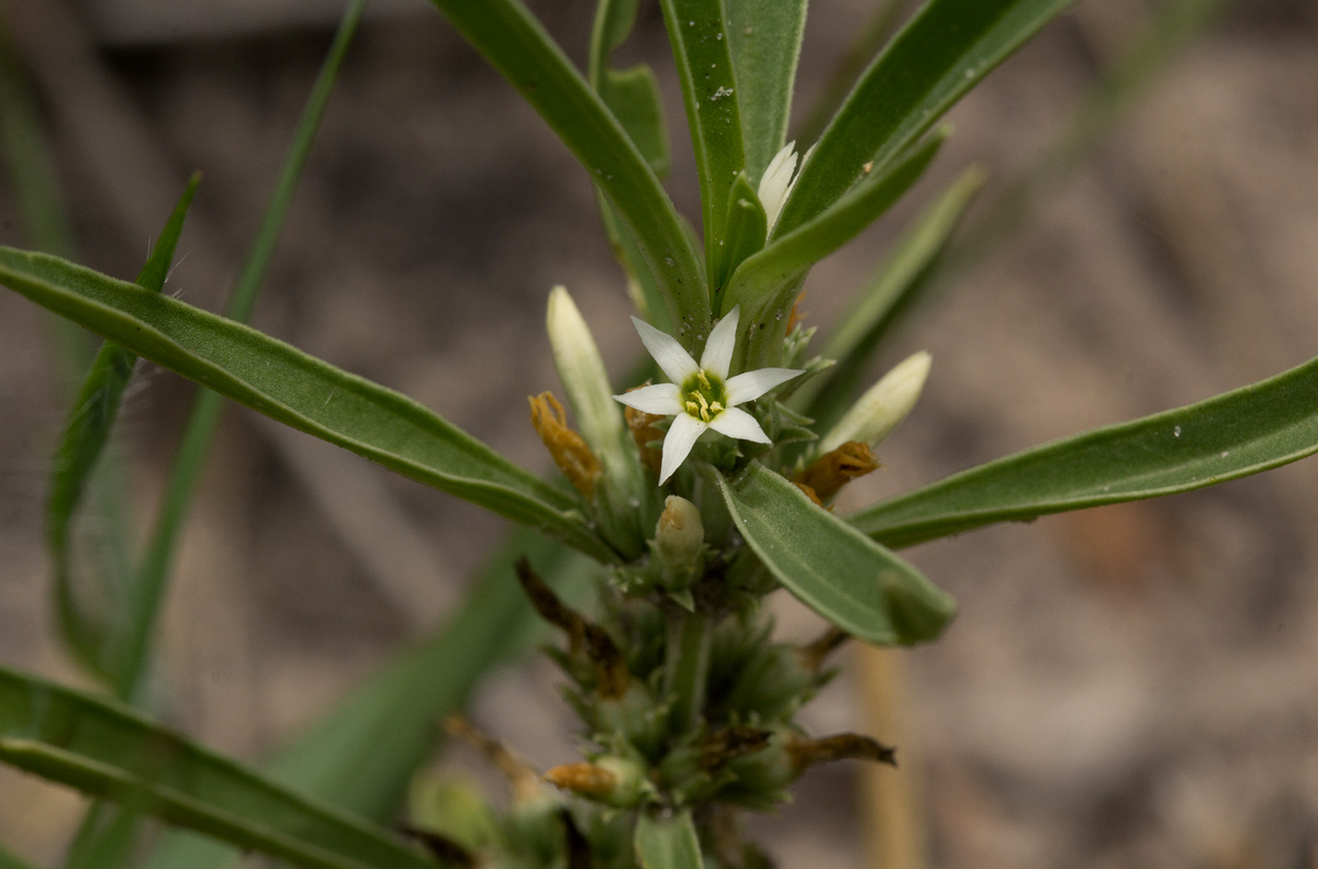 Enicostema axillare subsp. axillare Enicostema axillare subsp. axillare