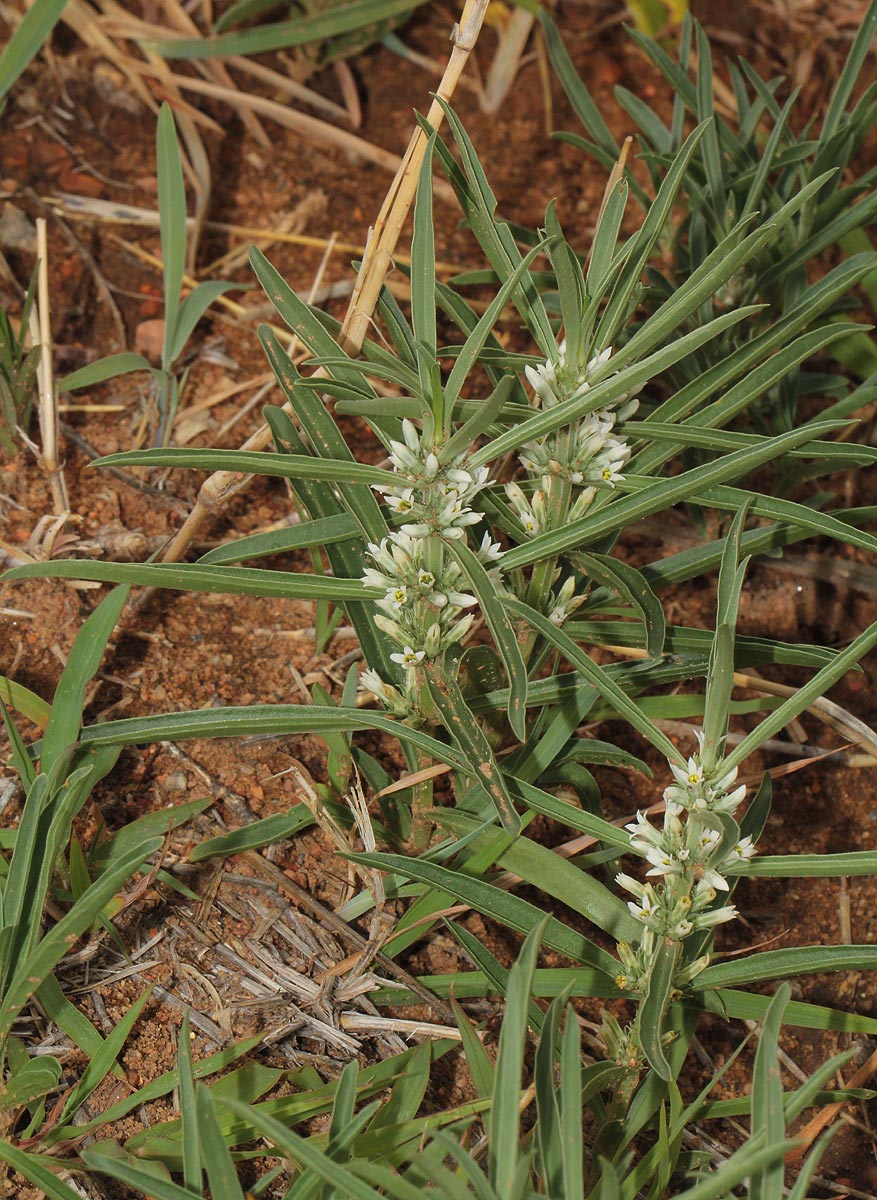 Enicostema axillare subsp. axillare Enicostema axillare subsp. axillare