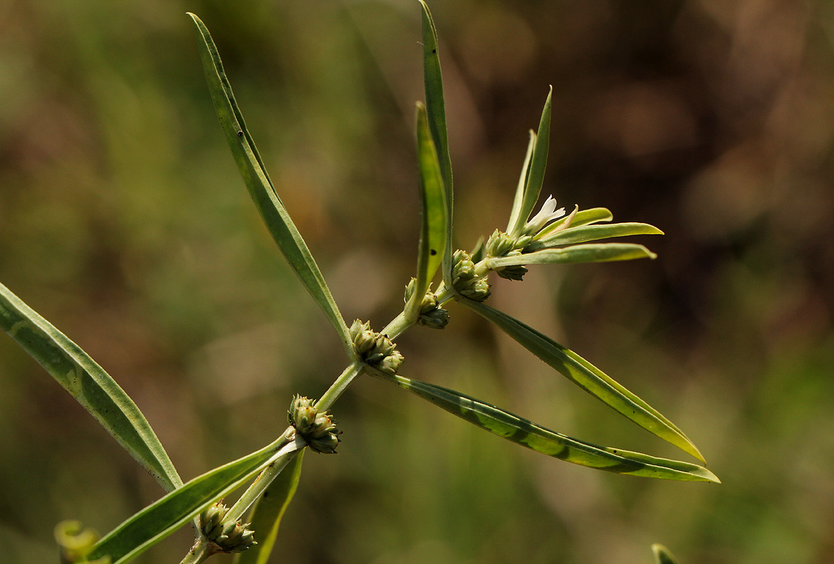 Enicostema axillare subsp. axillare Enicostema axillare subsp. axillare