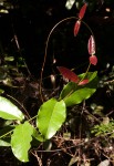 Dictyophleba lucida