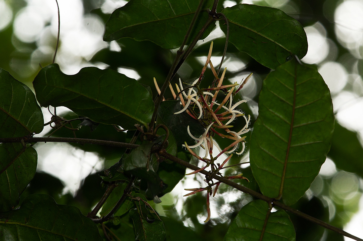 Dictyophleba lucida