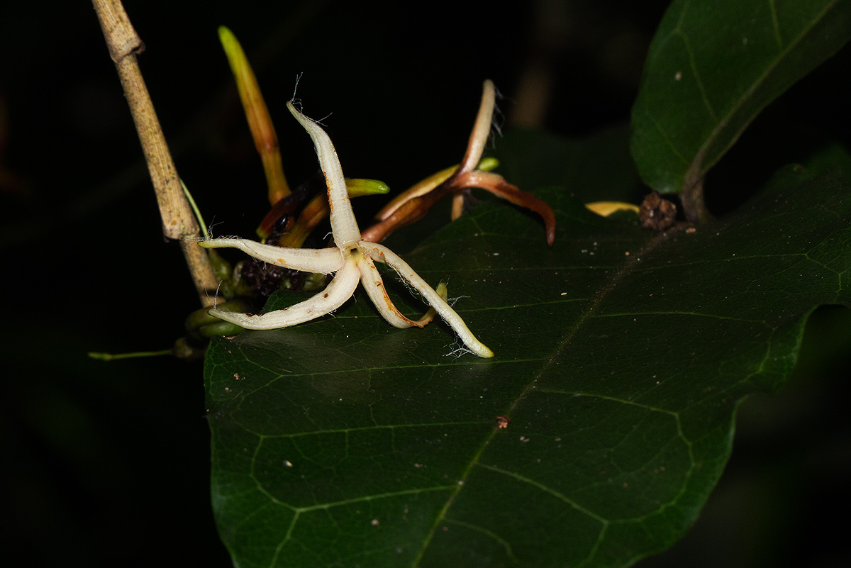 Dictyophleba lucida