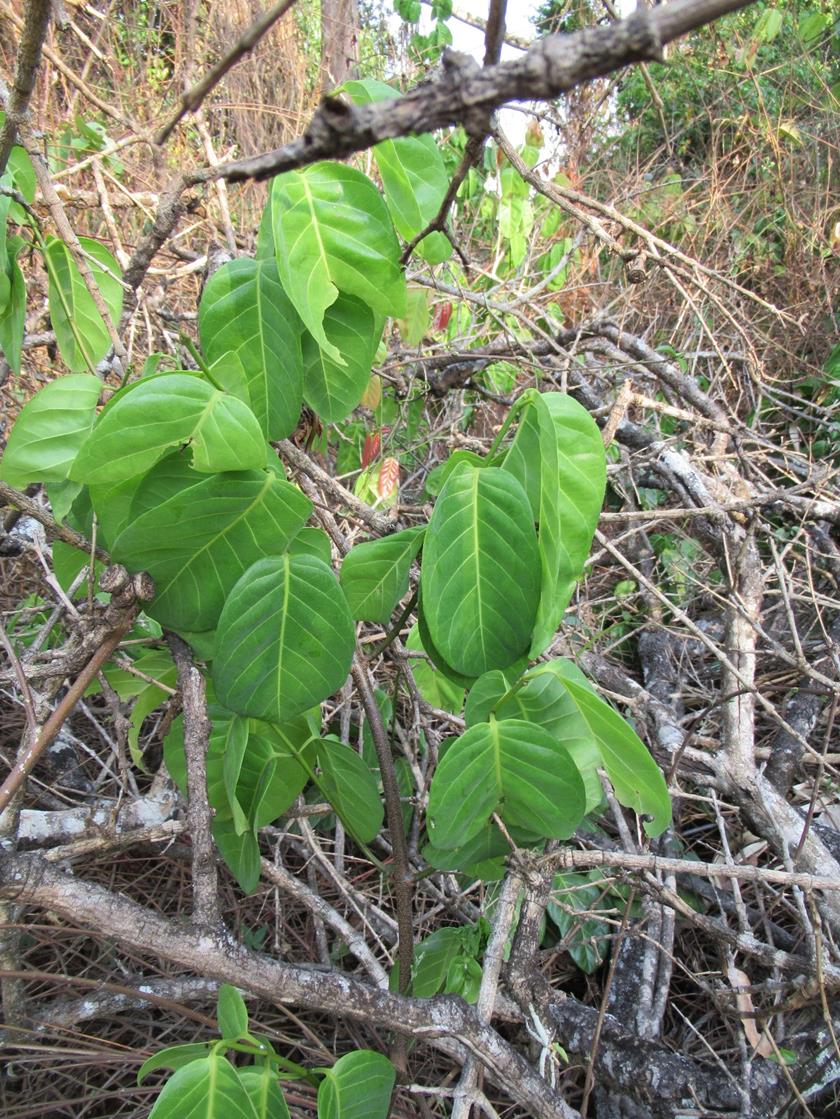 Saba comorensis Saba comorensis