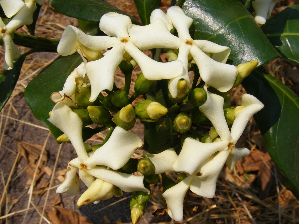Voacanga africana Voacanga africana