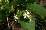 Voacanga africana