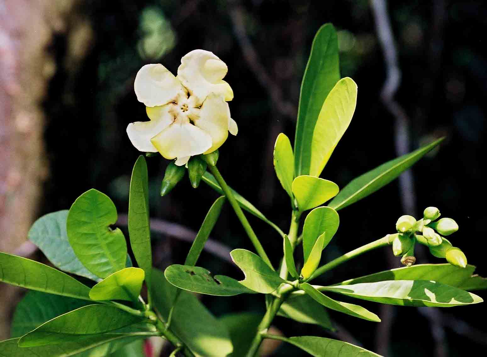 Voacanga thouarsii Voacanga thouarsii