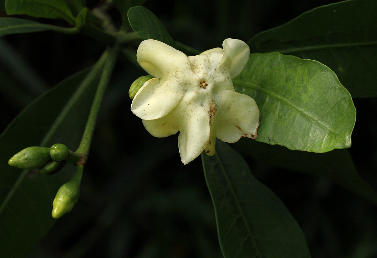 Voacanga thouarsii Voacanga thouarsii