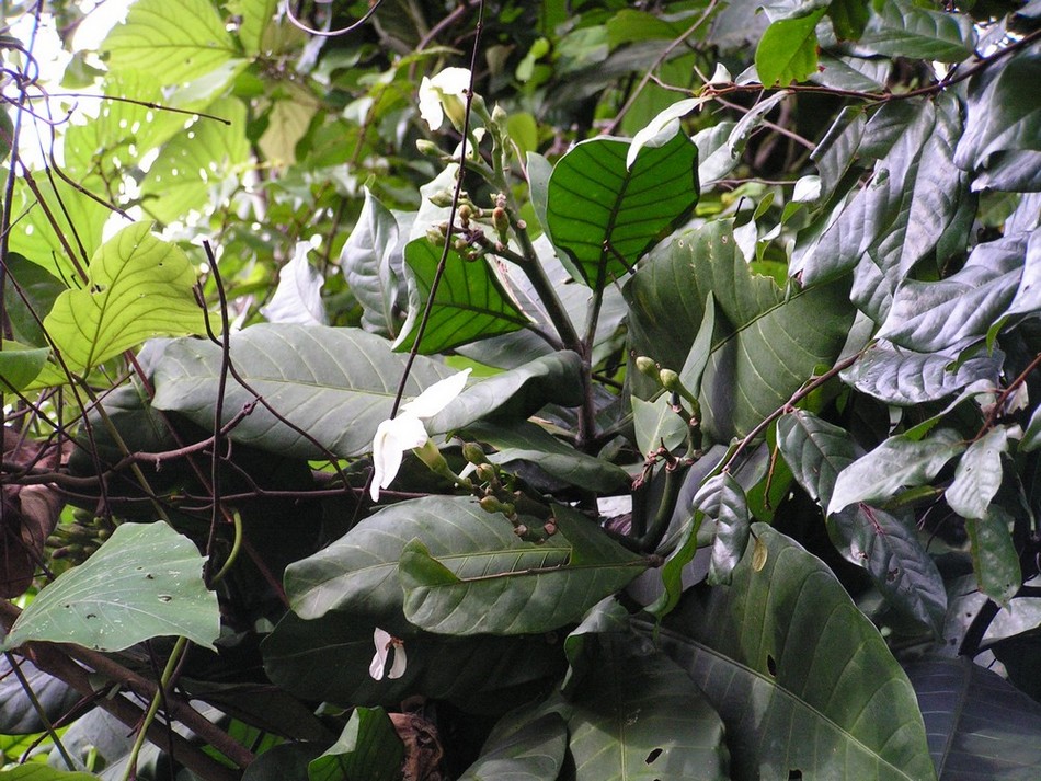Voacanga thouarsii Voacanga thouarsii