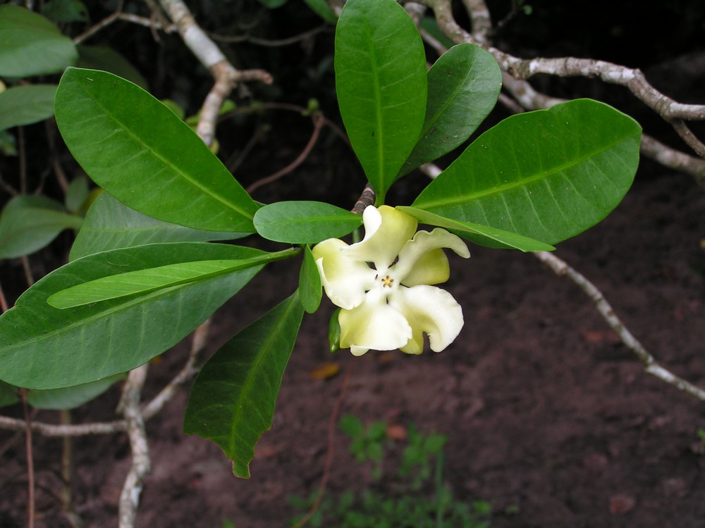 Voacanga thouarsii Voacanga thouarsii
