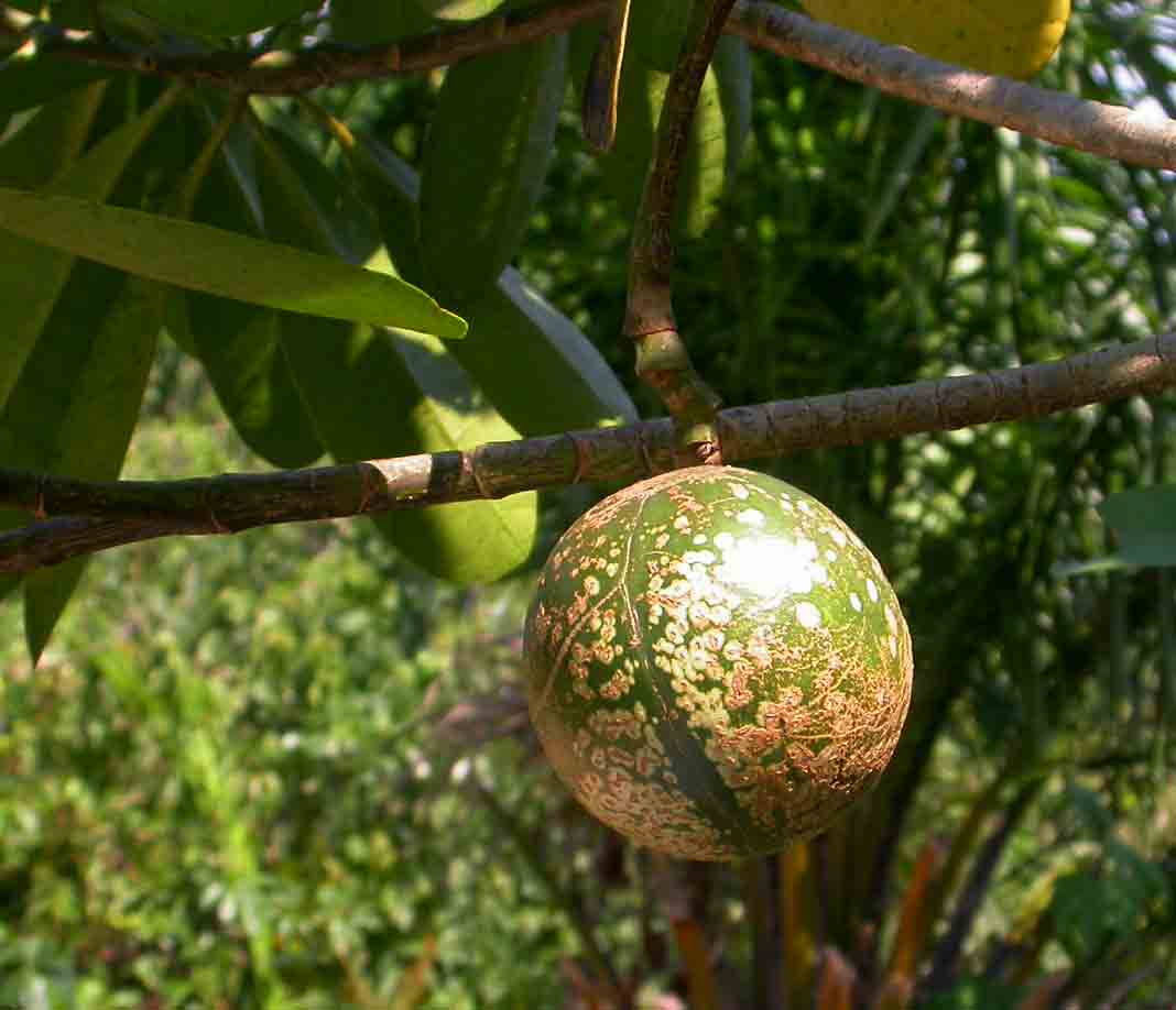 Voacanga thouarsii Voacanga thouarsii