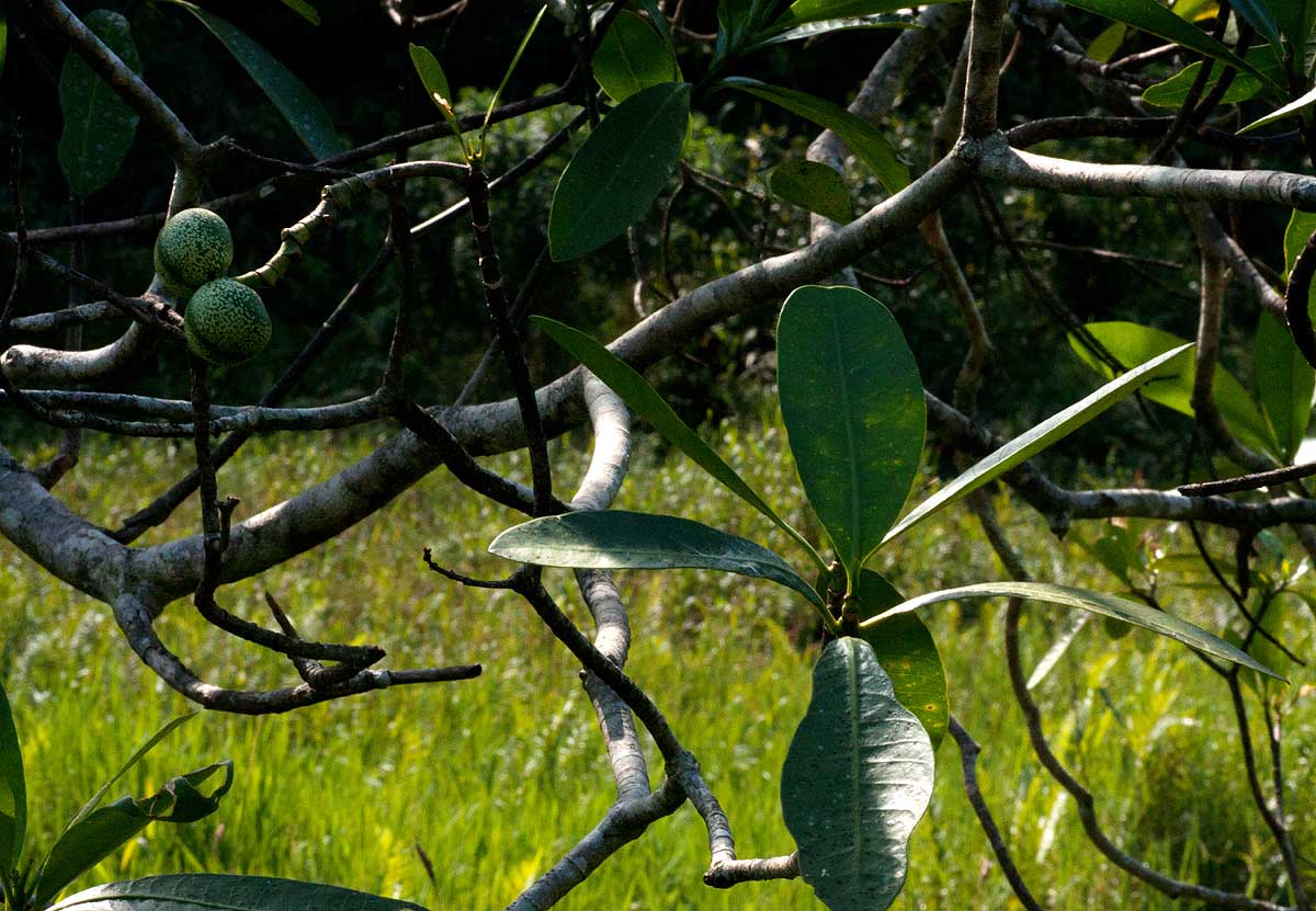 Voacanga thouarsii Voacanga thouarsii