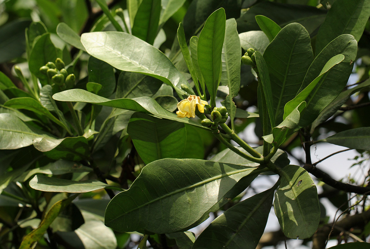 Voacanga thouarsii Voacanga thouarsii