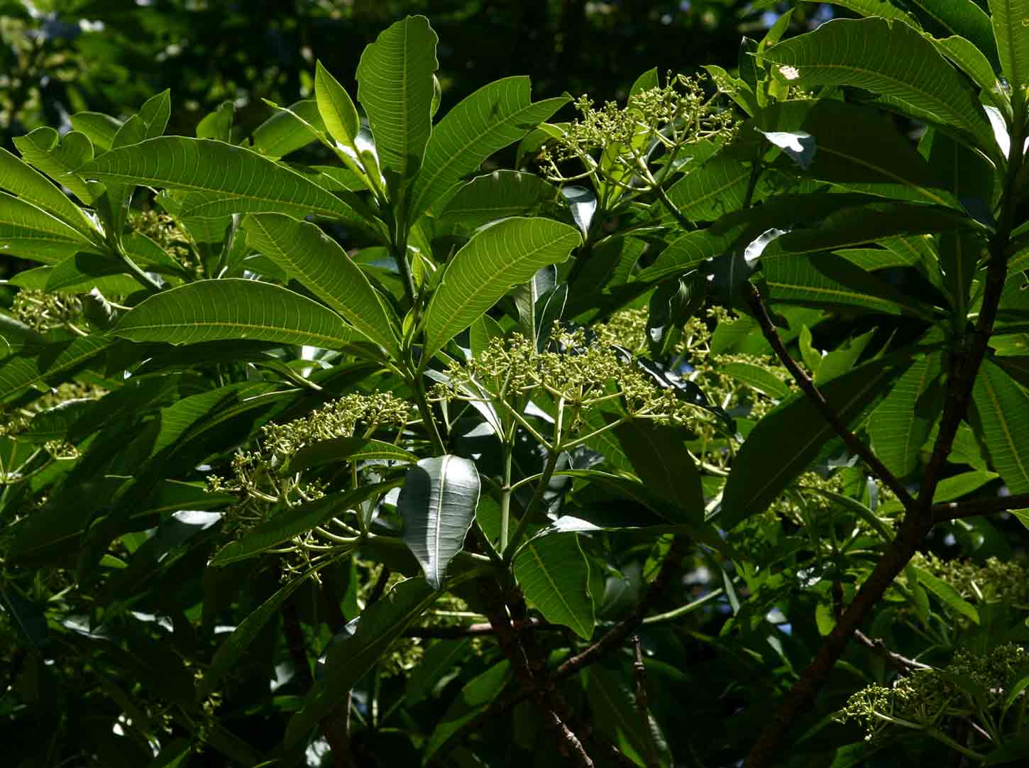 Rauvolfia afra Rauvolfia afra