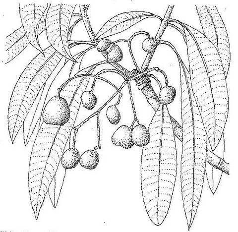 Rauvolfia afra Rauvolfia afra