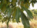 Rauvolfia afra