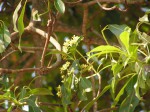 Rauvolfia afra