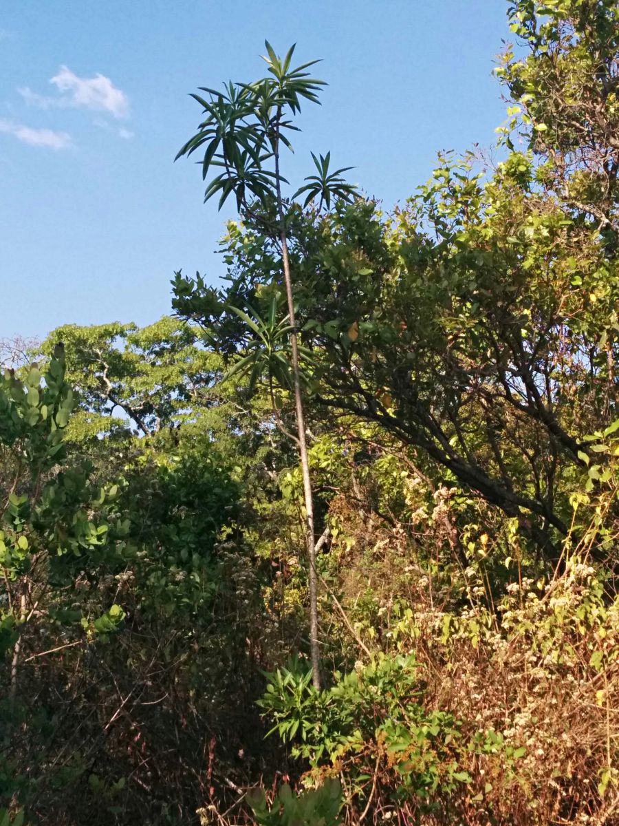 Rauvolfia afra Rauvolfia afra