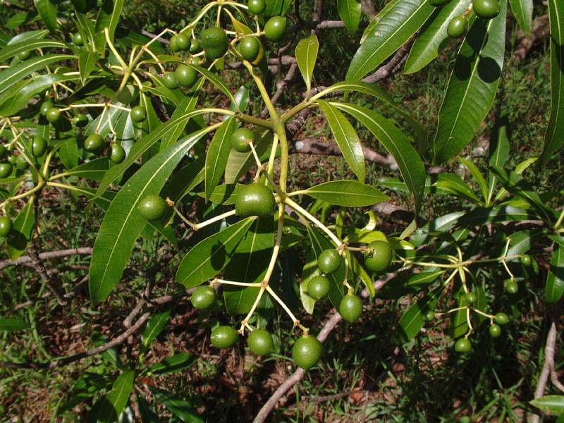 Rauvolfia afra Rauvolfia afra