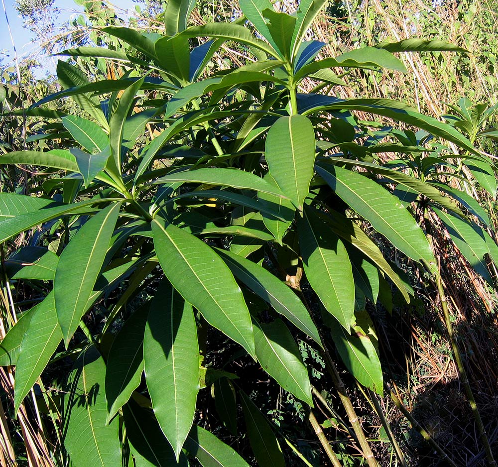 Rauvolfia afra Rauvolfia afra