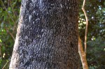 Rauvolfia afra