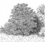 Rauvolfia afra