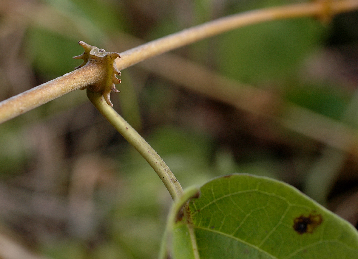 Mondia whitei