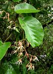 Tacazzea apiculata