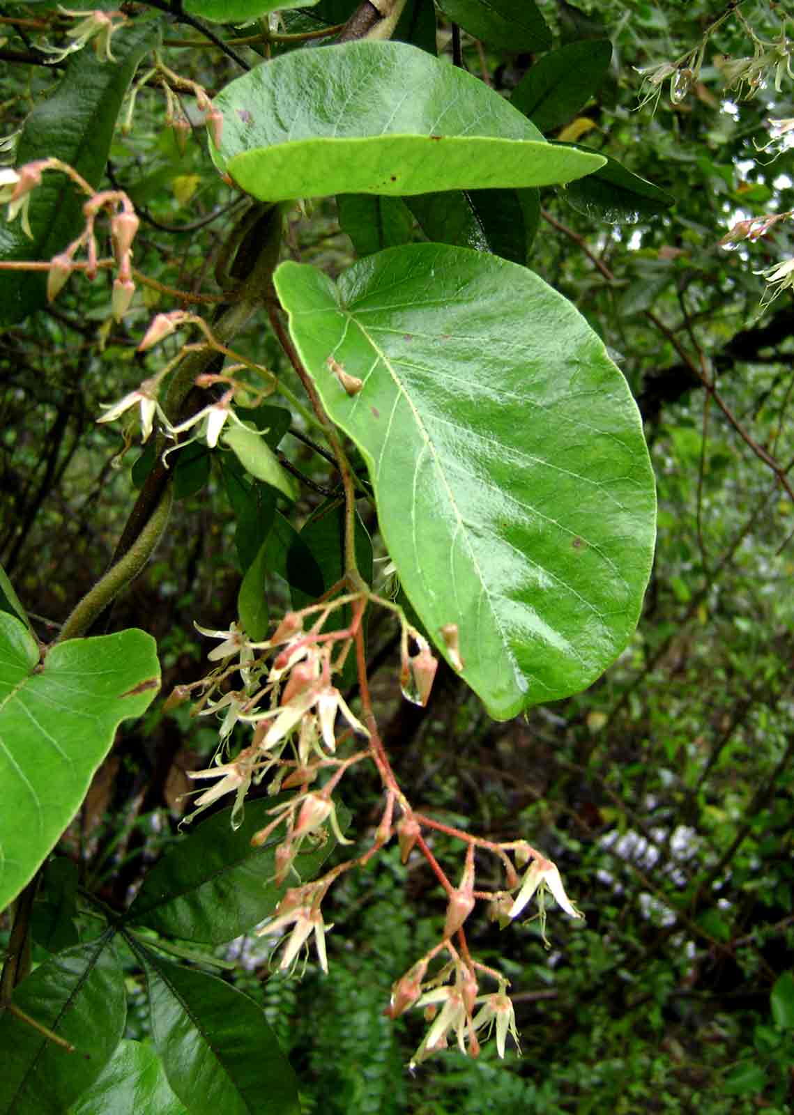 Tacazzea apiculata Tacazzea apiculata