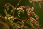 Tacazzea apiculata