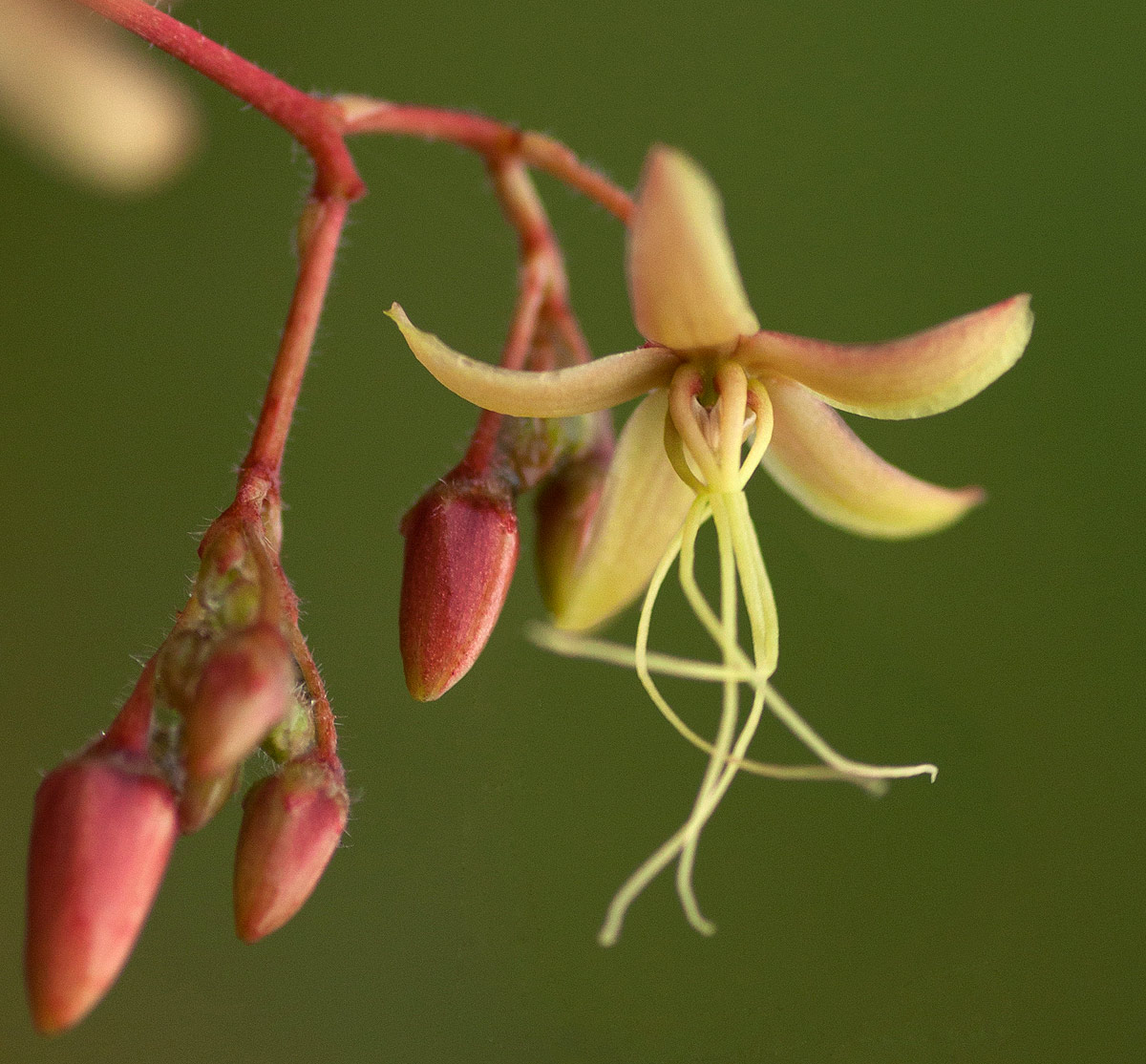 Tacazzea apiculata Tacazzea apiculata