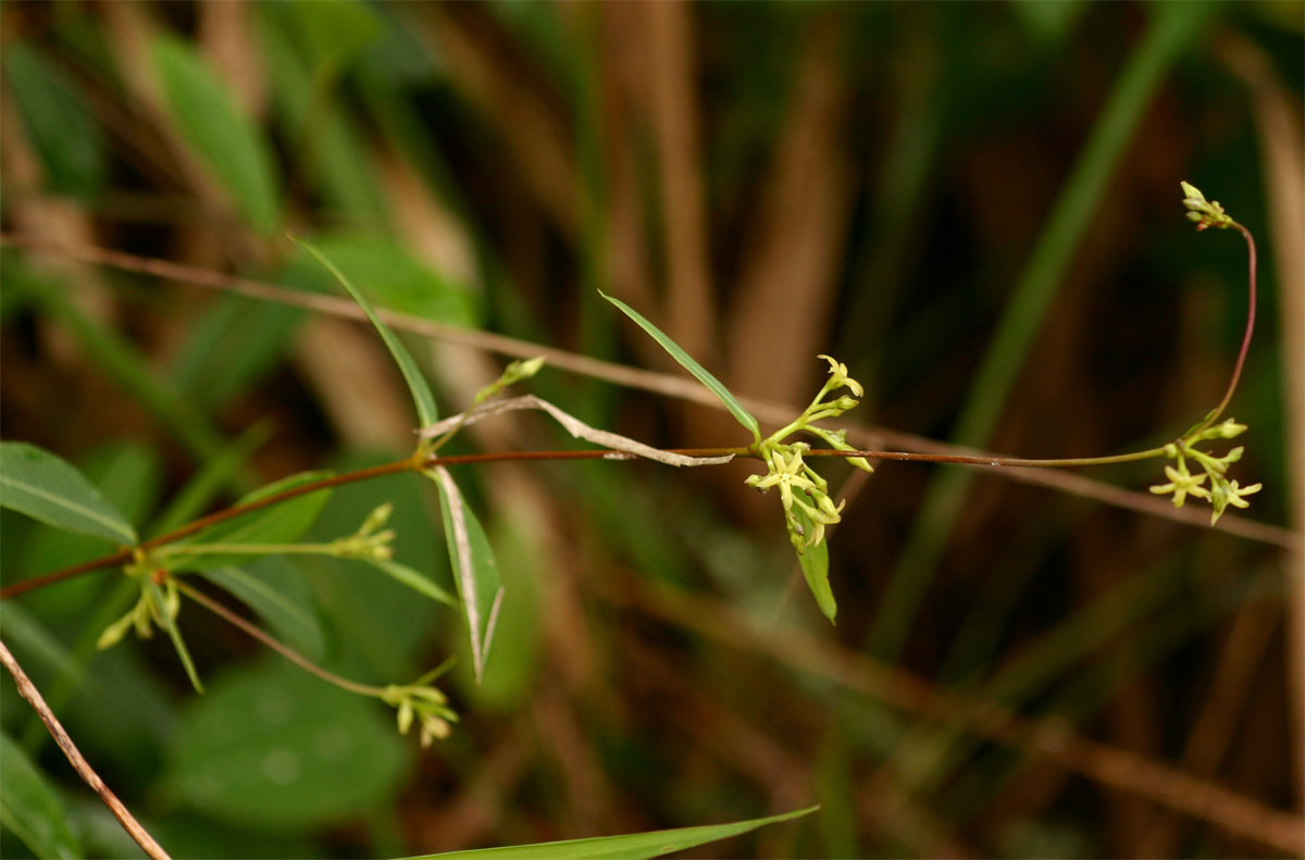 Cryptolepis oblongifolia Cryptolepis oblongifolia