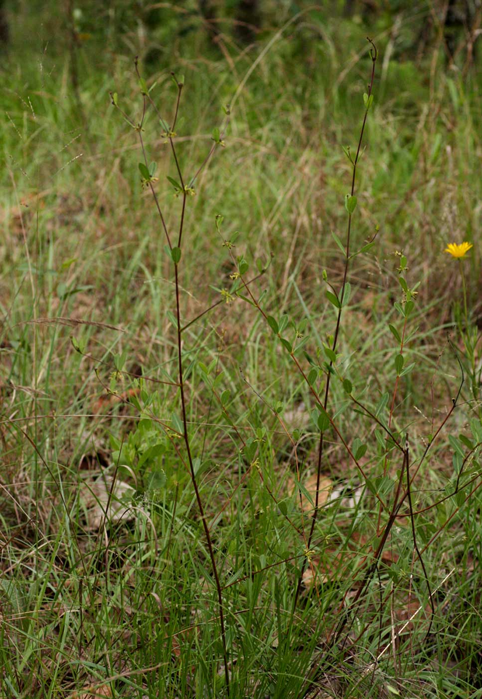 Cryptolepis oblongifolia Cryptolepis oblongifolia