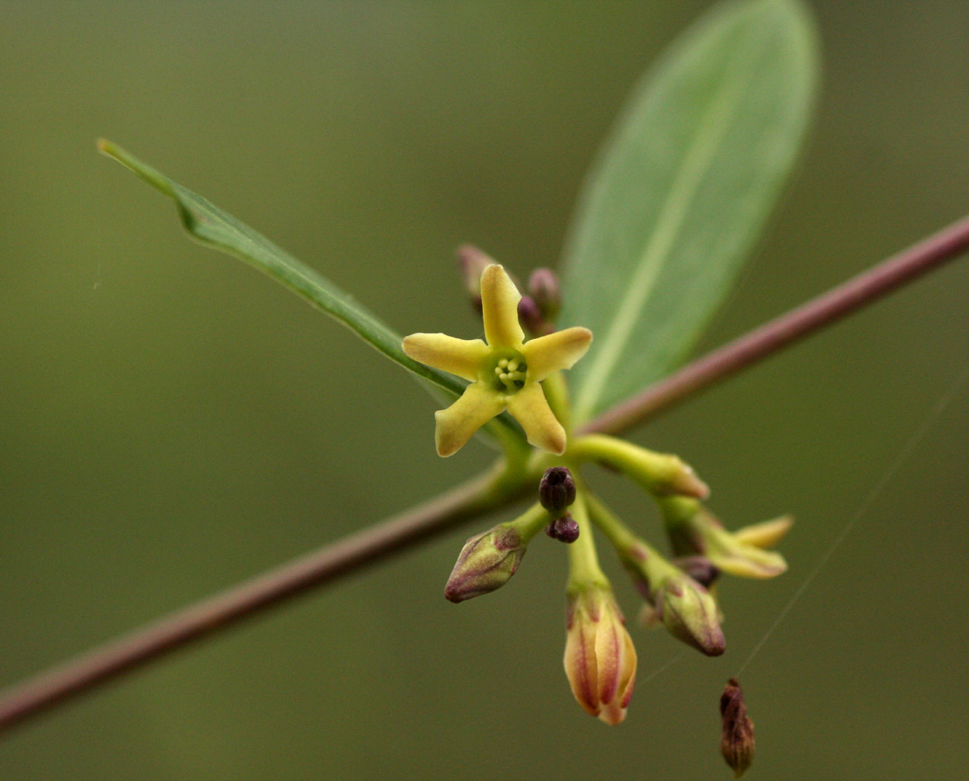 Cryptolepis oblongifolia Cryptolepis oblongifolia