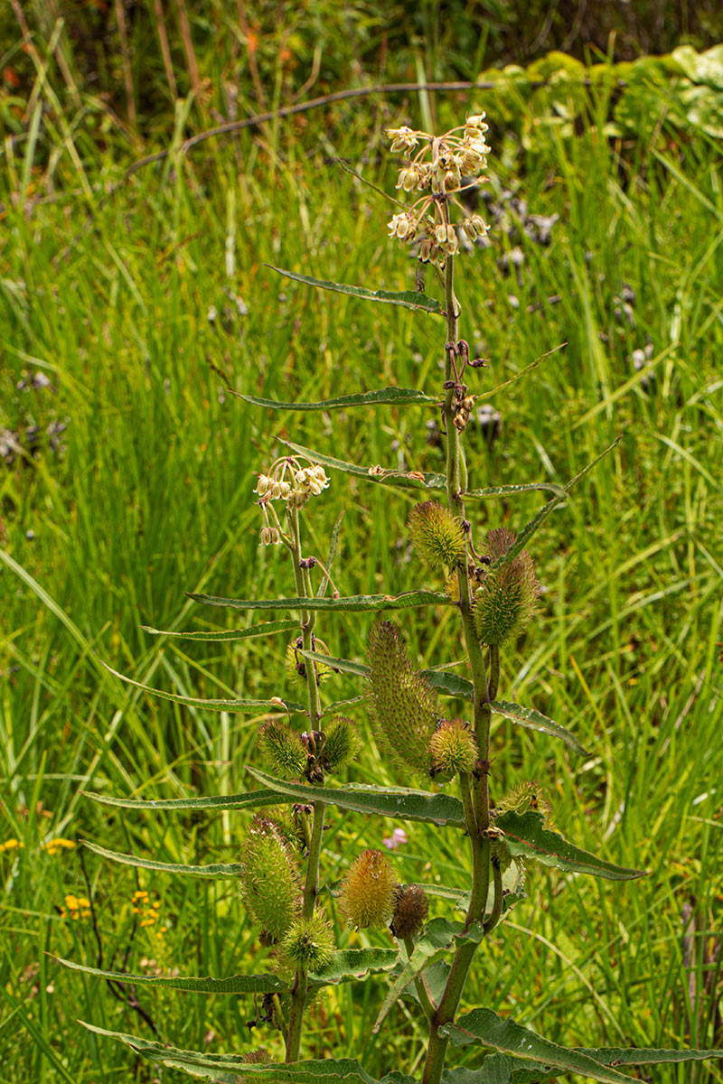 Xysmalobium undulatum Xysmalobium undulatum