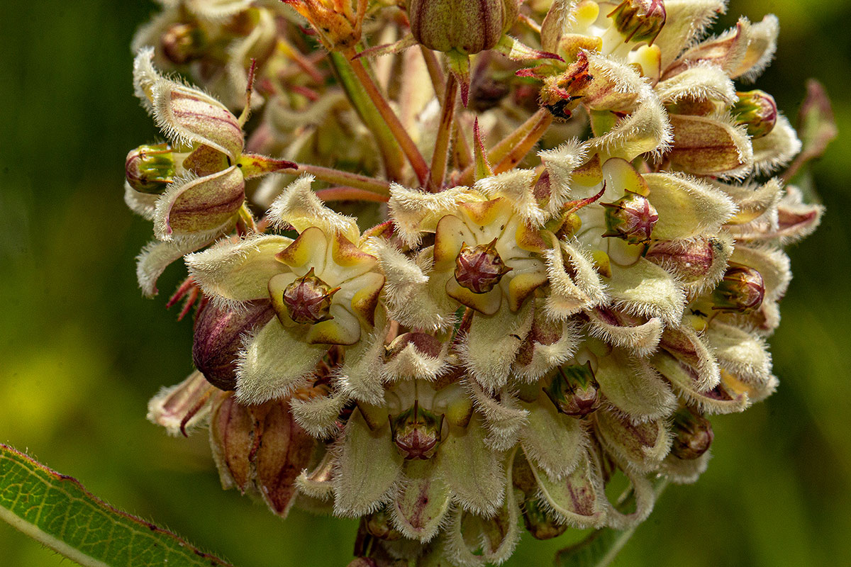 Xysmalobium undulatum Xysmalobium undulatum