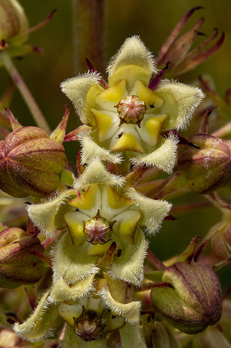 Xysmalobium undulatum Xysmalobium undulatum
