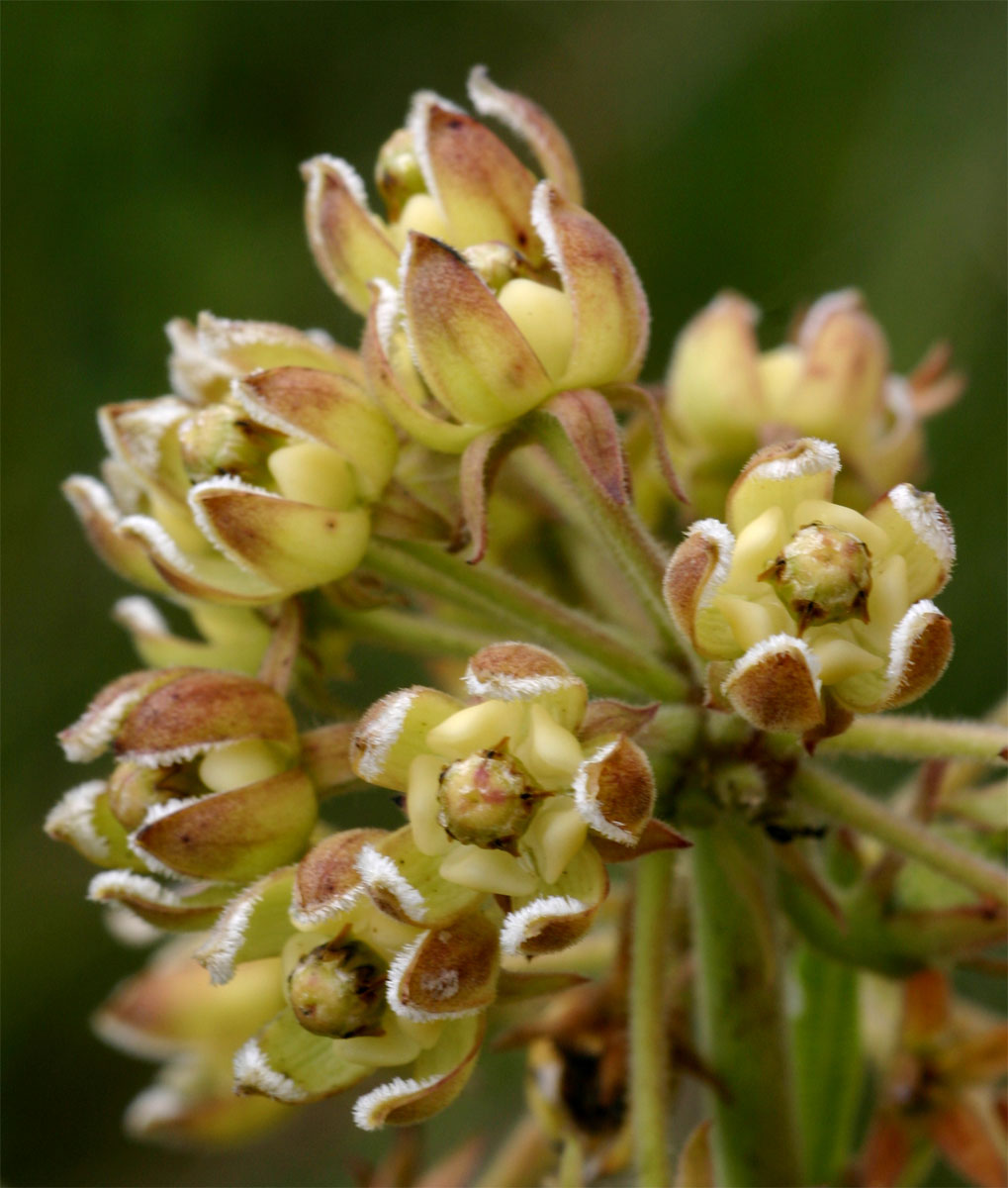 Xysmalobium undulatum Xysmalobium undulatum