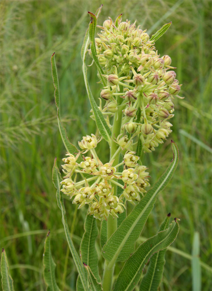 Xysmalobium undulatum Xysmalobium undulatum