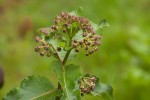 Xysmalobium undulatum