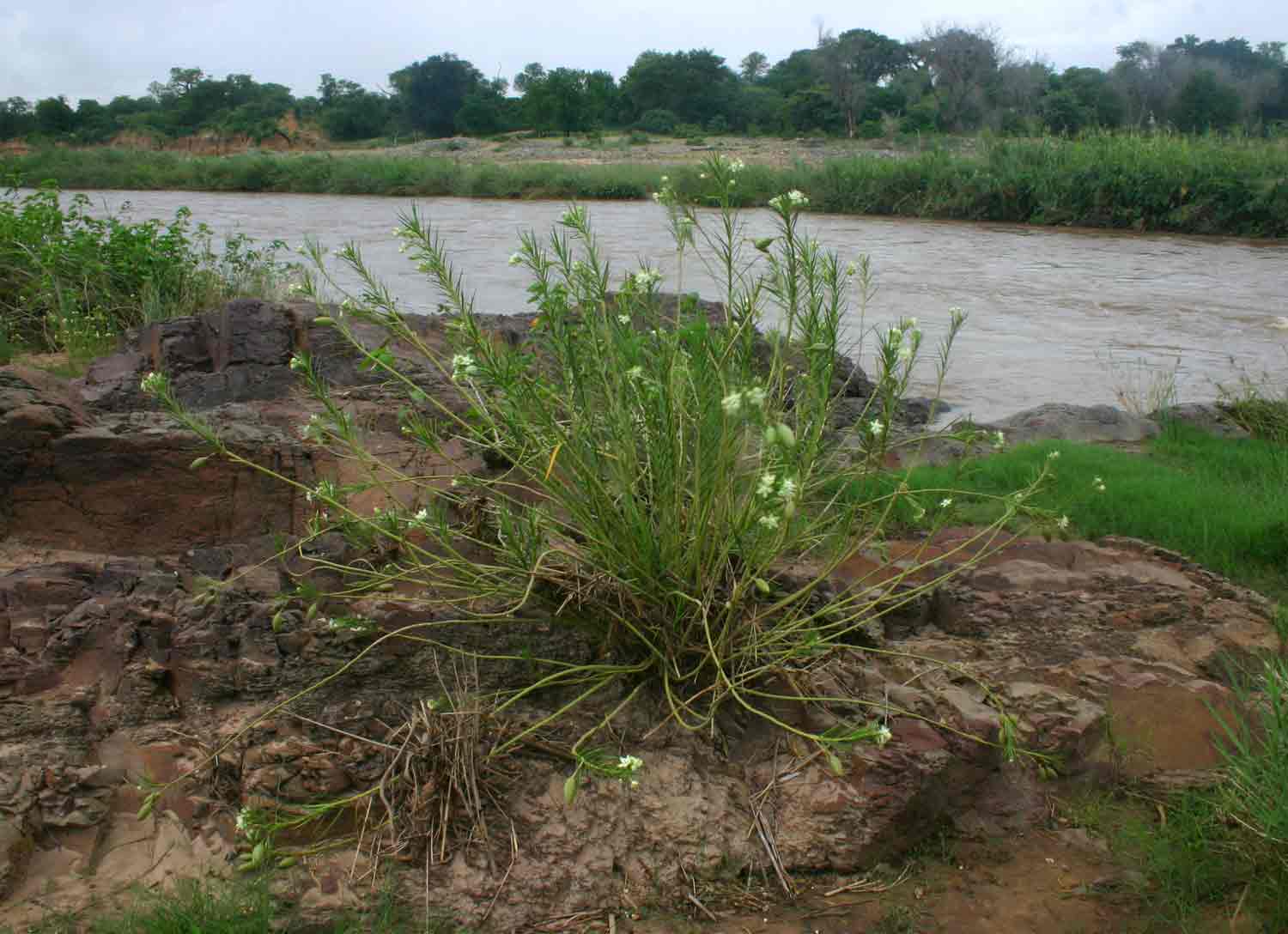 Kanahia laniflora Kanahia laniflora