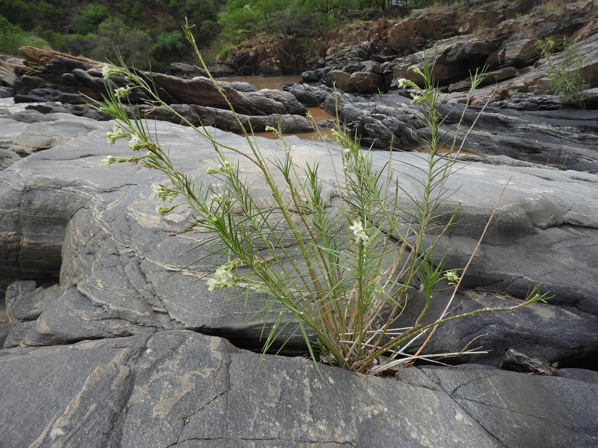 Kanahia laniflora Kanahia laniflora