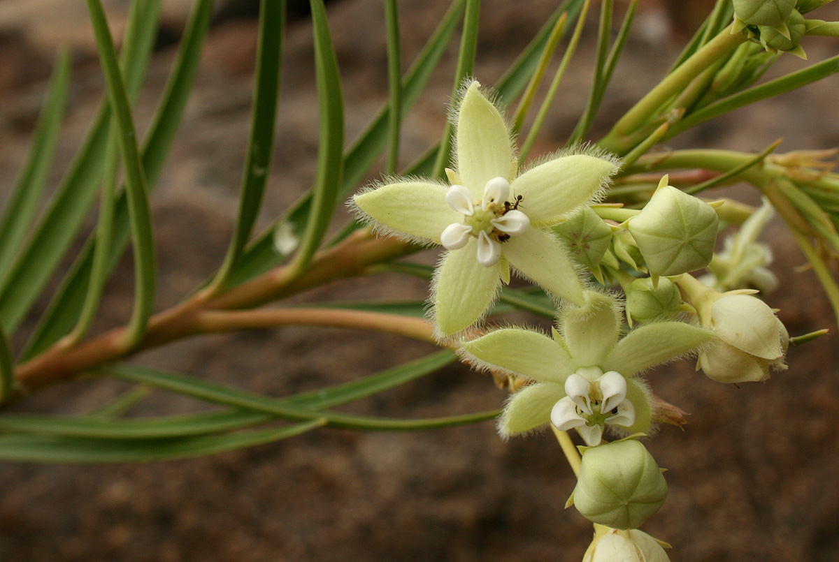 Kanahia laniflora Kanahia laniflora