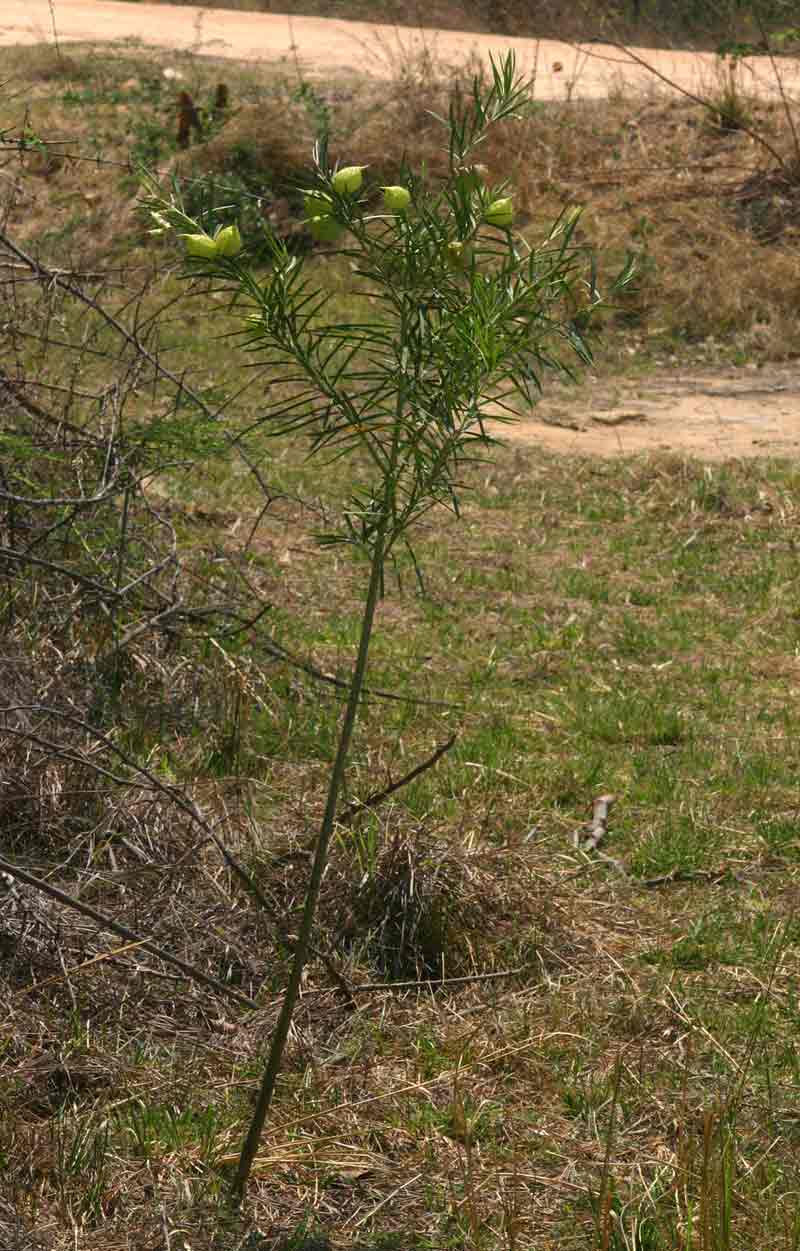 Gomphocarpus fruticosus subsp. fruticosus Gomphocarpus fruticosus subsp. fruticosus