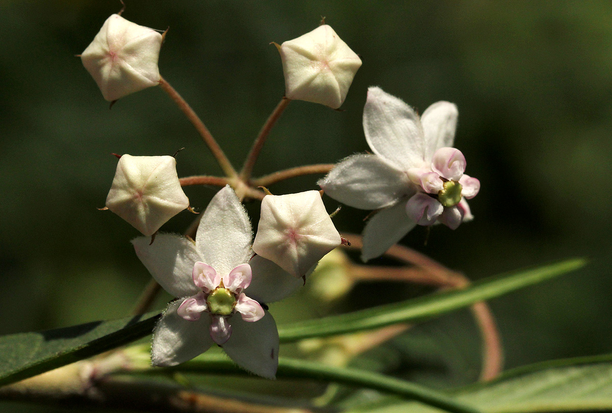 Gomphocarpus fruticosus subsp. fruticosus Gomphocarpus fruticosus subsp. fruticosus