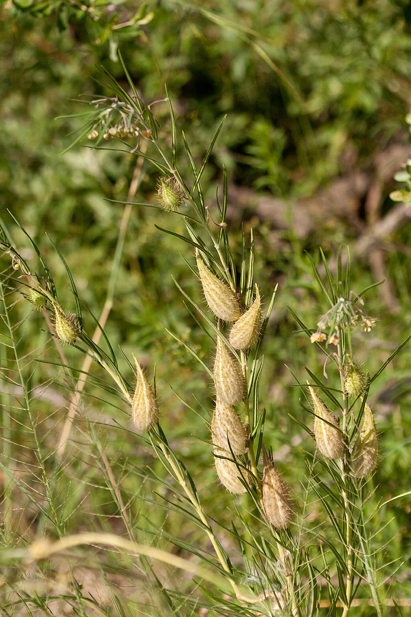 Gomphocarpus fruticosus subsp. fruticosus Gomphocarpus fruticosus subsp. fruticosus