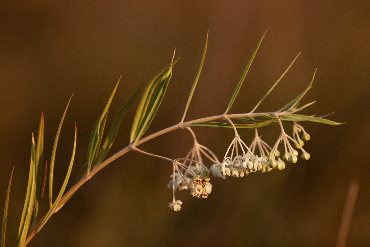 Gomphocarpus fruticosus subsp. fruticosus Gomphocarpus fruticosus subsp. fruticosus
