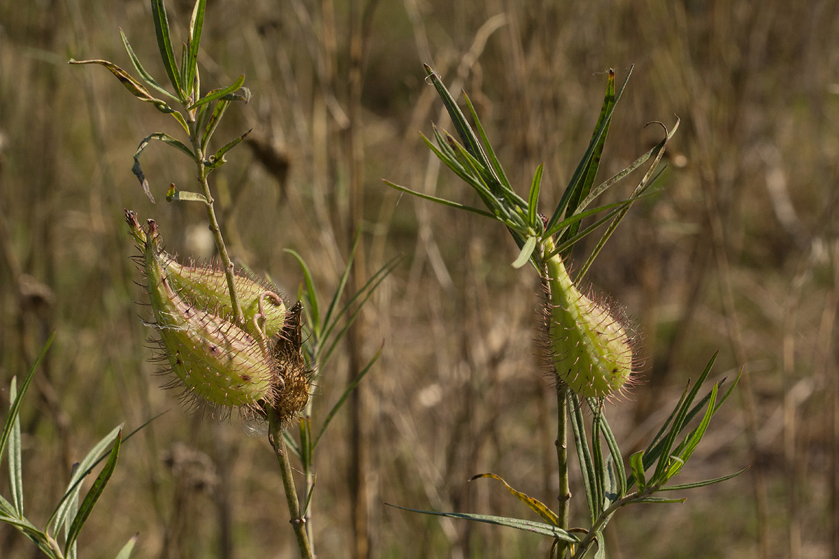 Gomphocarpus fruticosus subsp. fruticosus Gomphocarpus fruticosus subsp. fruticosus