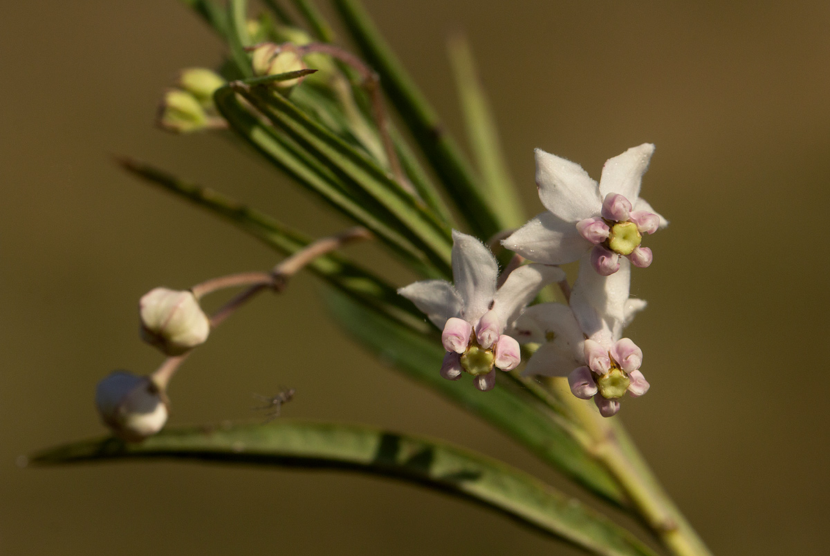 Gomphocarpus fruticosus subsp. fruticosus Gomphocarpus fruticosus subsp. fruticosus