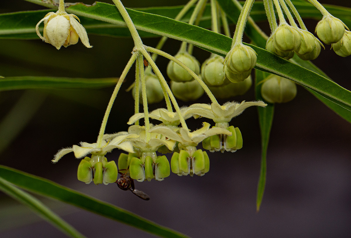 Gomphocarpus fruticosus subsp. fruticosus Gomphocarpus fruticosus subsp. fruticosus