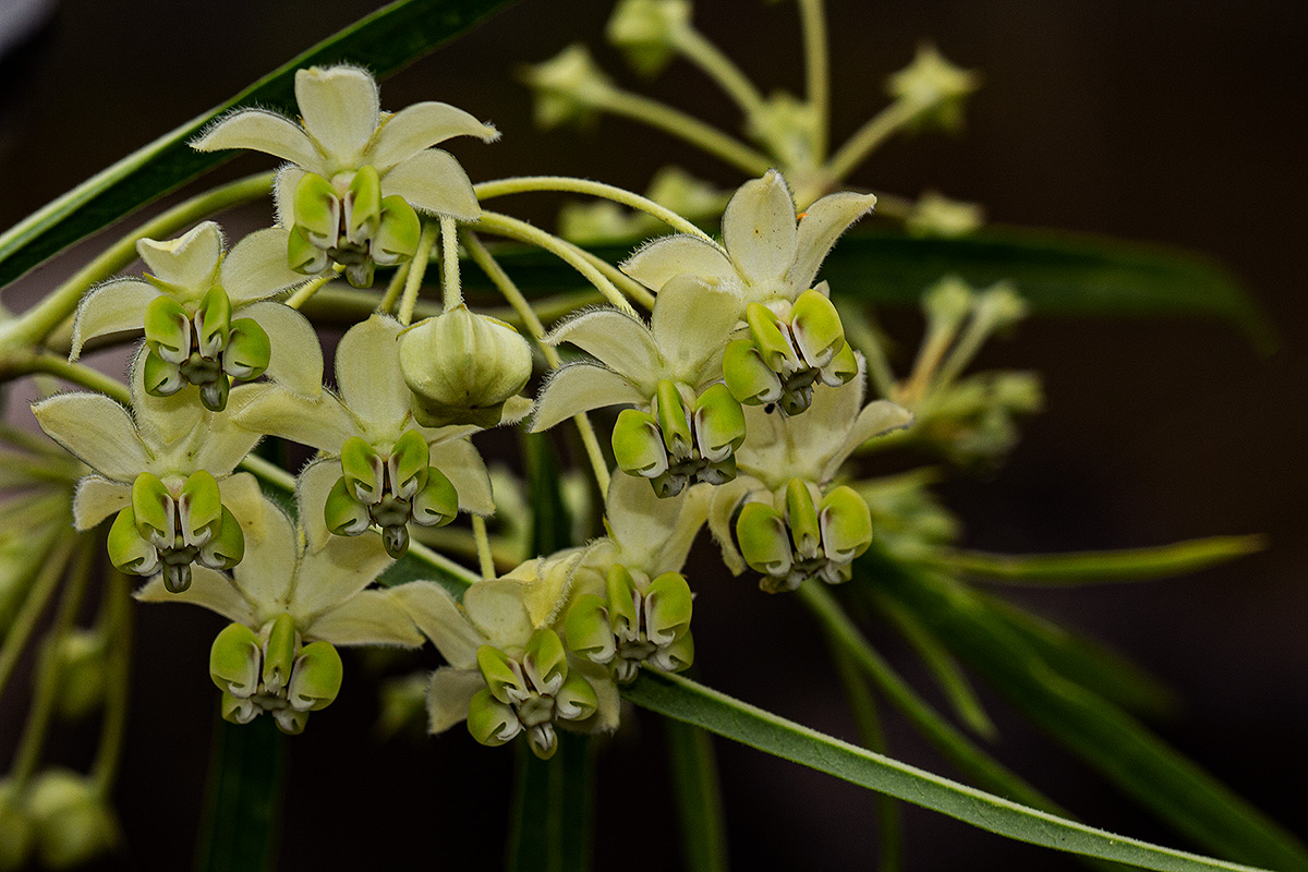 Gomphocarpus fruticosus subsp. fruticosus Gomphocarpus fruticosus subsp. fruticosus